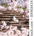 White Pomeranian in the picture frame of cherry blossoms 89968434