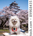 White Pomeranian sitting in front of the cherry blossoms and the castle (Aizuwakamatsu Castle) with a smile 89968435