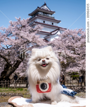 White Pomeranian sitting in front of the cherry blossoms and the castle (Aizuwakamatsu Castle) with a smile 89968435