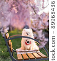 White Pomeranian sitting under a weeping cherry tree 89968436