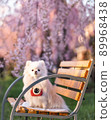 White Pomeranian sitting under a weeping cherry tree 89968438