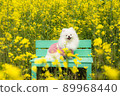 White pomeranian sitting in rape blossoms 89968440