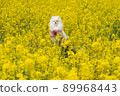 Potsun and White Pomeranian in a rape field 89968443
