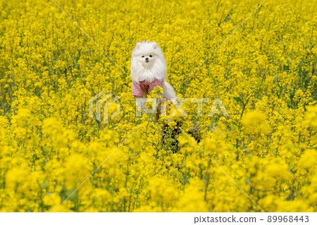 Potsun and White Pomeranian in a rape field Potsun and White Pomeranian in a rape field 89968443