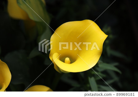 One yellow color lily yellow flower blooming landscape 89969181