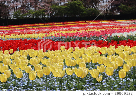鬱金香田和樹木盛開的公園景觀,淡藍色的nemophila和五顏六色的花瓣 鬱金香田和樹木盛開的公園景觀,淡藍色的nemophila和五顏六色的花瓣 89969182