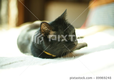 黑貓在室內放鬆 89969248