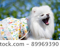 White Pomeranian sitting in front of Nemophila and yawning 89969390