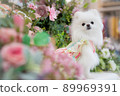 White Pomeranian sitting in a flower photo booth 89969391