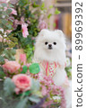 White Pomeranian sitting in a flower photo booth 89969392