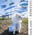 White Pomeranian sitting under a blue carp streamer 89969393