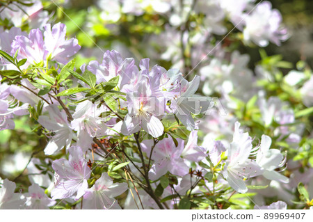 Azalea Azalea 89969407