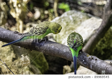 Melopsittacus undulatus known as budgerigar Melopsittacus undulatus known as budgerigar 89969545