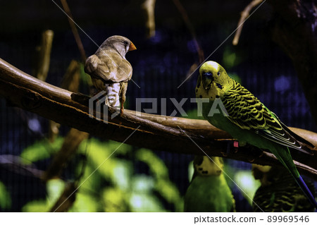Budgerigar and zebra finch Budgerigar and zebra finch 89969546