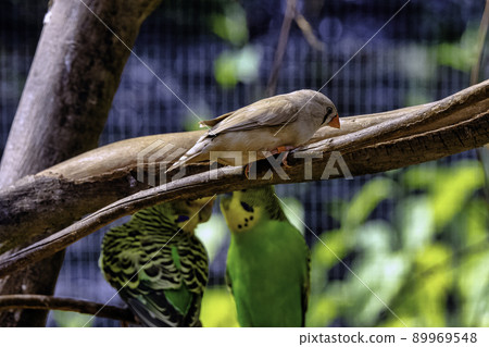 Zebra finch (Taeniopygia guttata) Zebra finch (Taeniopygia guttata) 89969548