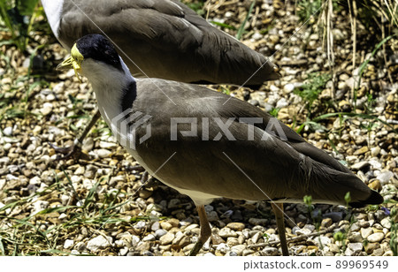 Vanellus miles known as masked lapwing 89969549