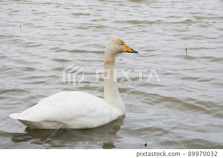 Swan visiting in spring in Hokkaido 89970032