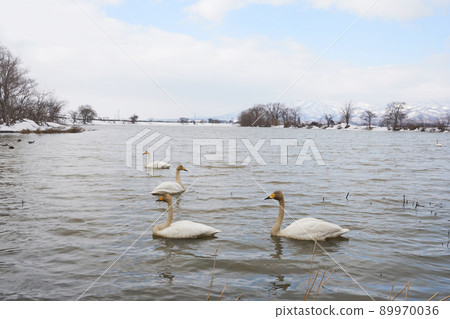 Swan visiting in spring in Hokkaido 89970036
