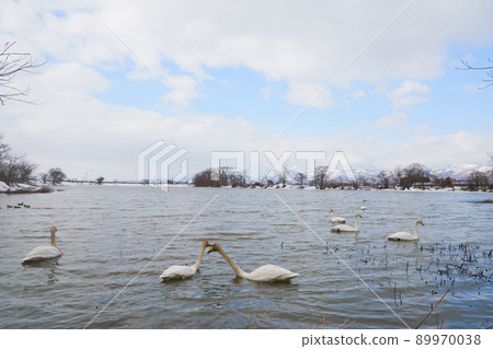 Swan visiting in spring in Hokkaido 89970038