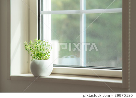 Ornamental plants placed by the window 89970180