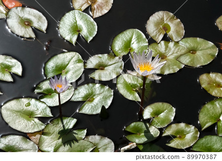 Blooming white nymphea closeup (Lat. - nymphaea caerulea) Blooming white nymphea closeup (Lat. - nymphaea caerulea) 89970387