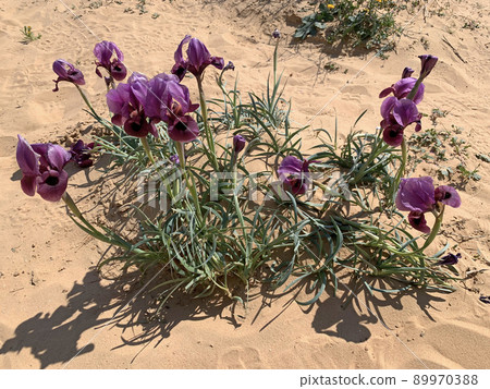Negev iris or Iris Mariae Negev iris or Iris Mariae 89970388
