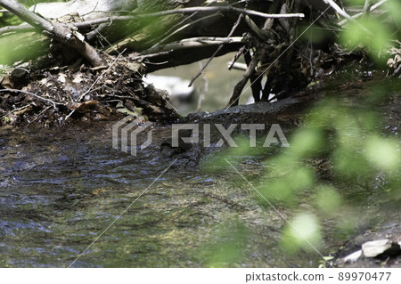 Down the river of the brown dipper Down the river of the brown dipper 89970477