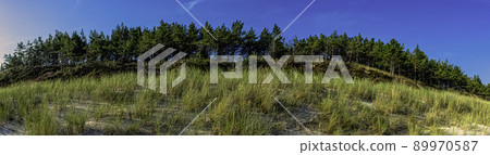 Polish forest - Slowinski National Park, Poland 89970587