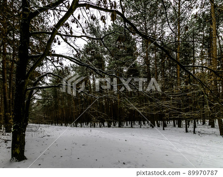 Winter in Kampinos National Park - Poland 89970787