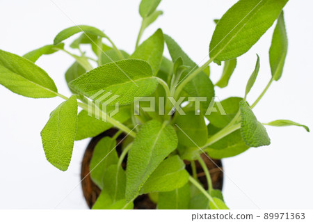 Sage leaves on white background. Sage leaves on white background. 89971363