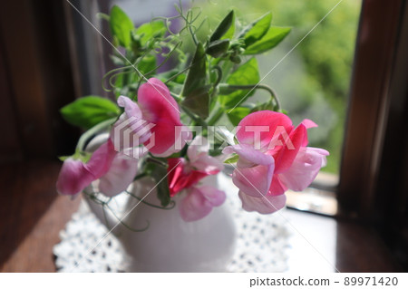 裝飾花園裡的香豌豆 89971420
