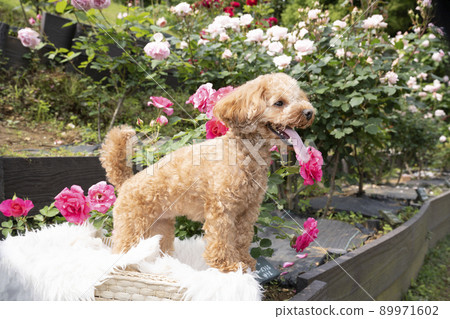 A toy poodle smiling with a rose A toy poodle smiling with a rose 89971602