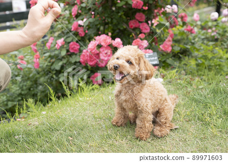 A toy poodle smiling with a rose A toy poodle smiling with a rose 89971603