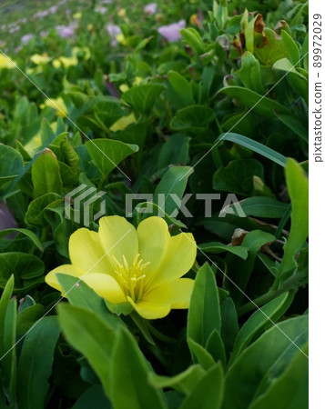 神奈川縣茅崎市西濱海岸的月見草群落[5月] 89972029