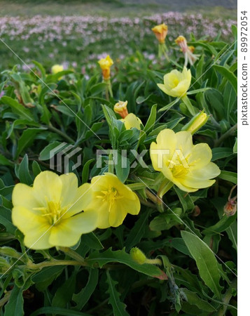 Evening primrose blooming at the beach on the Nishihama coast in Chigasaki City, Kanagawa Prefecture [May] 89972054