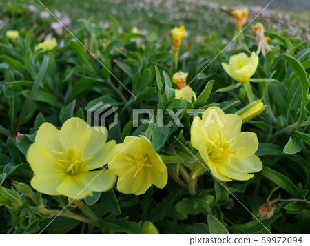 Evening primrose colonies blooming on the coast of Nishihama in Chigasaki City, Kanagawa Prefecture [May] 89972094