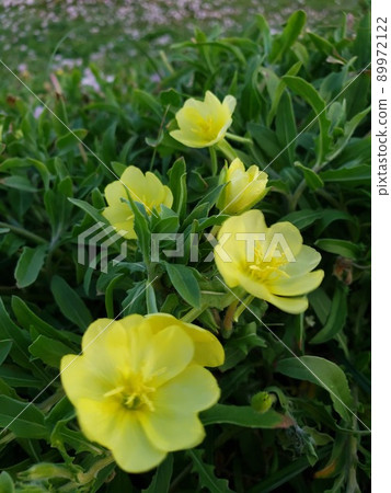 Evening primrose colonies blooming on the beach of the Nishihama coast in Chigasaki City, Kanagawa Prefecture [May] 89972122