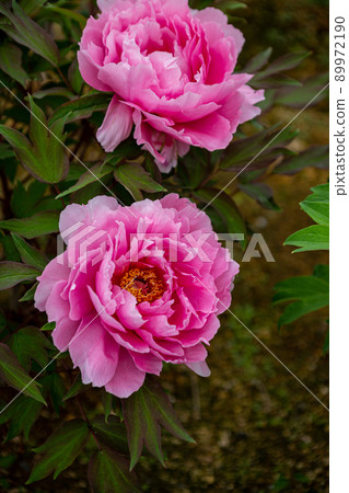 Beautiful and pretty button flowers blooming in the garden 89972190