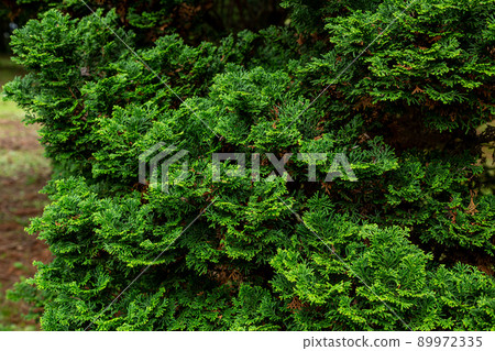 Beautiful Japanese cypress leaves Beautiful Japanese cypress leaves 89972335