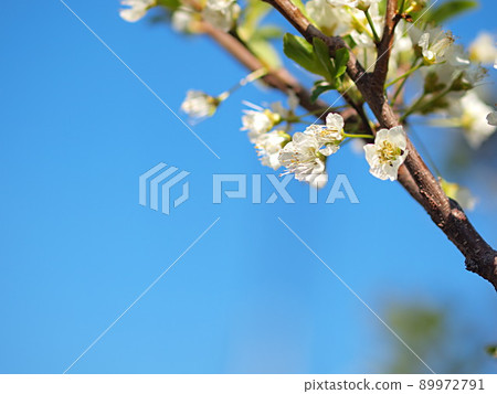 Blue sky and plum blossom Blue sky and plum blossom 89972791