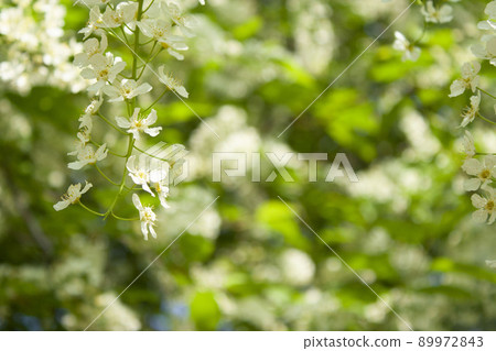 Small white summer flowers on a soft background. Unfocused abstract floral background 89972843