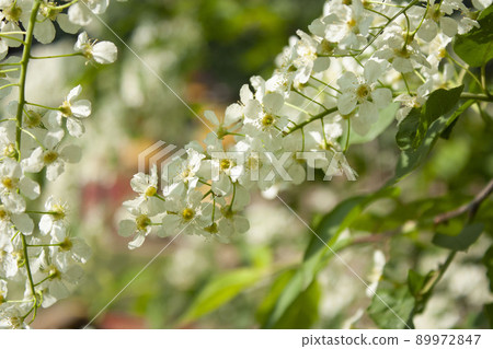 White Flower Prunus avium, In The Spring, Close Up, Blue Sky As Backgraund White Flower Prunus avium, In The Spring, Close Up, Blue Sky As Backgraund 89972847