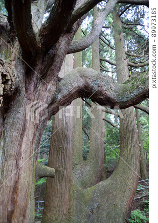 Takamori's cedar 89973185