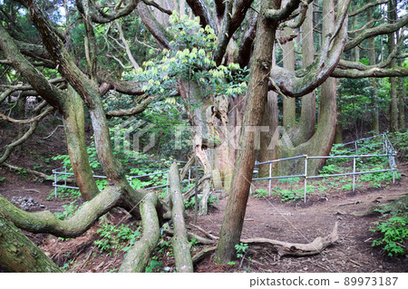 Takamori的雪松 89973187