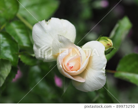Bud of Roses 89973250