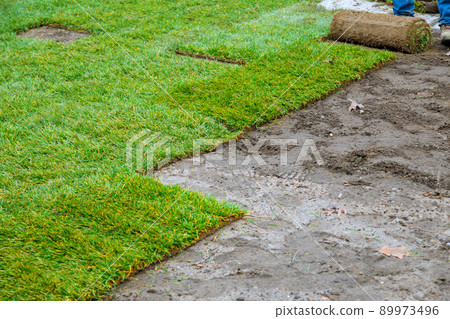 Unrolling laying rolls of turf natural rolled lawn with material for landscaping 89973496