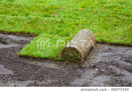 Unrolling laying sod for new garden lawn Unrolling laying sod for new garden lawn 89973500