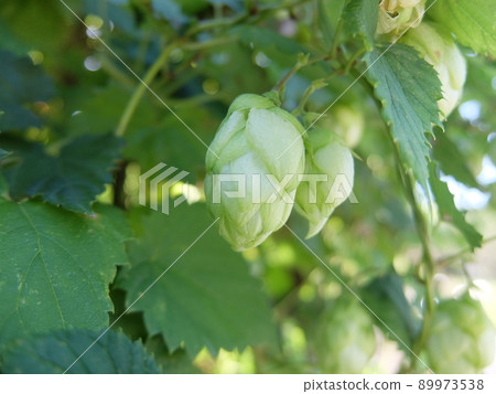Humulus lupulus 1 89973538