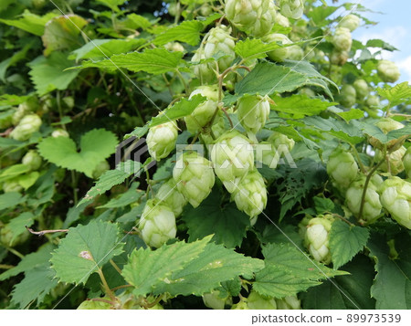 Humulus lupulus 2 Humulus lupulus 2 89973539
