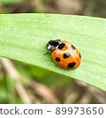 Ladybug 89973650